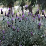 Κατάλυμα σε φάρμα Biologico 'a Lanterna *