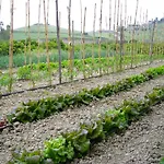 Biologico 'a Lanterna Marina di Monasterace