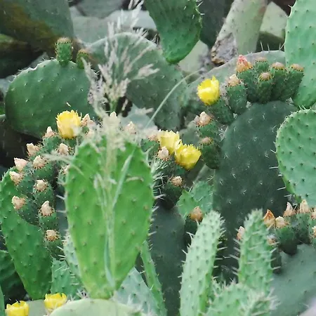 Biologico 'a Lanterna Çiftlik konaklama Marina di Monasterace