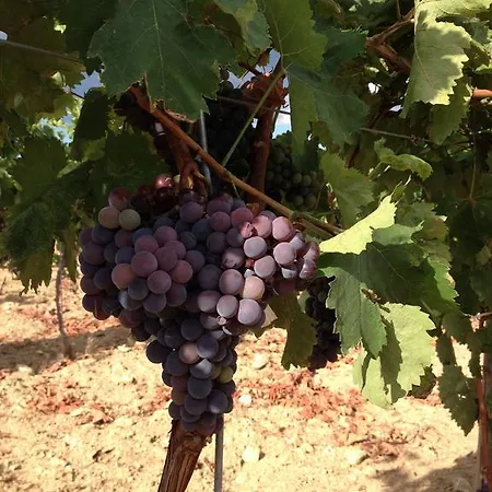 Çiftlik konaklama Biologico 'a Lanterna Marina di Monasterace