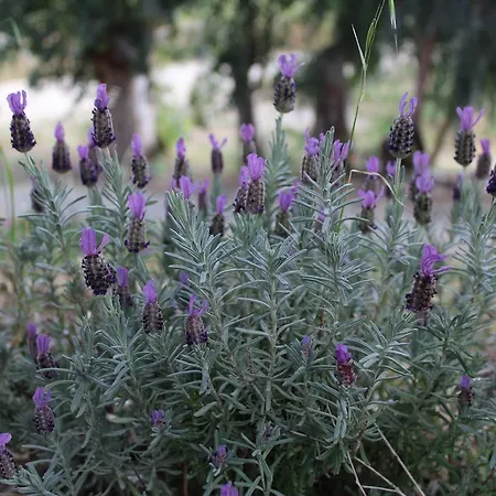 Séjour à la ferme Biologico 'a Lanterna *