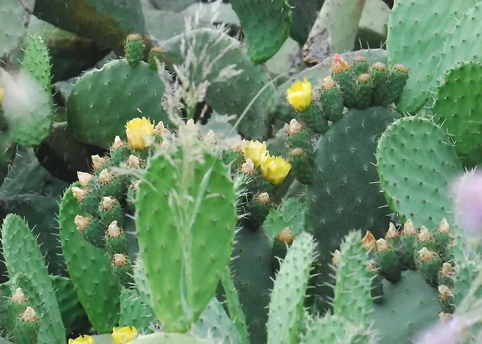 Biologico 'a Lanterna 农家乐 Marina di Monasterace