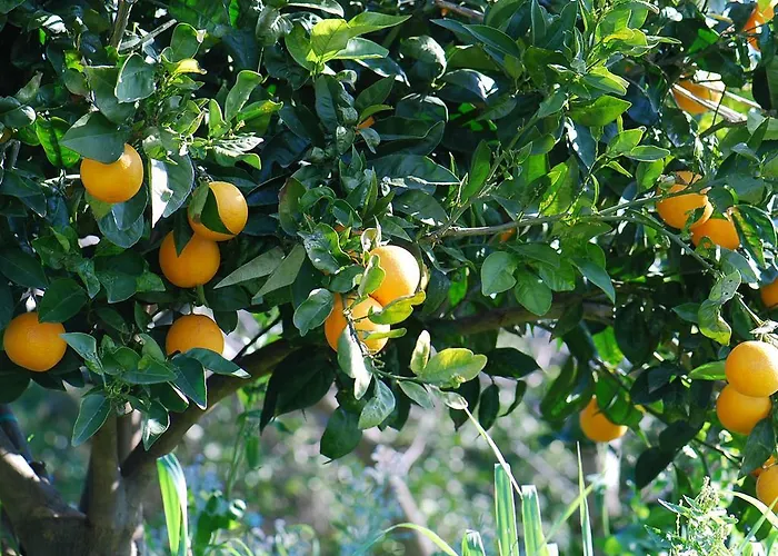 Biologico 'a Lanterna *