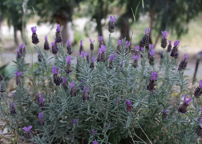 农家乐 Biologico 'a Lanterna *